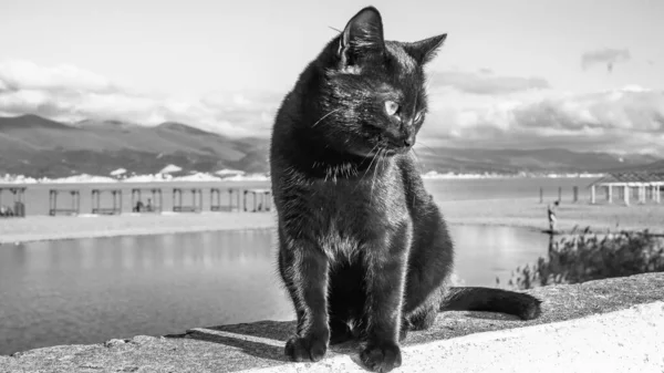 Cats City Novorossiysk — стоковое фото