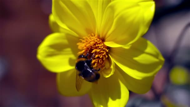 Бамбл-пчела — стоковое видео