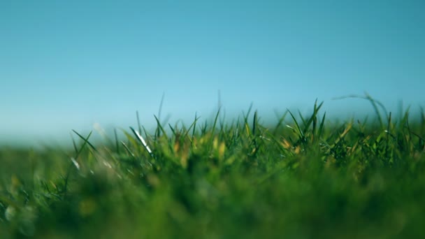 风中的草 — 图库视频影像