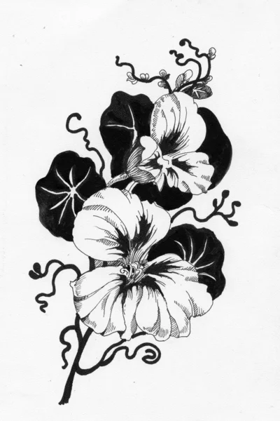 Λουλούδι σκίτσο — Φωτογραφία Αρχείου