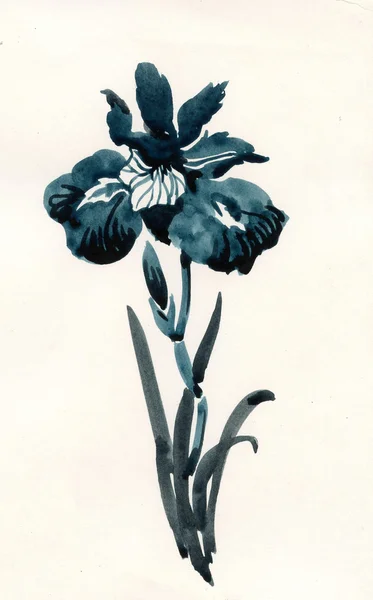 Vackra iris — Stockfoto