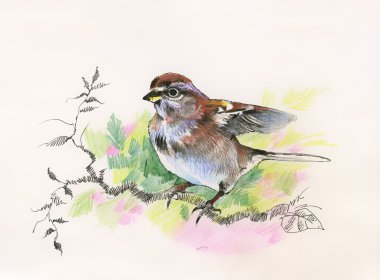 Watercolor sparrow clipart
