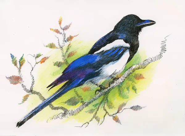 Magpie aquarela — Fotografia de Stock