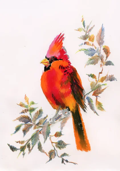 Watercolor painting of cardinal bird sitting on a branch — Stock Photo, Image