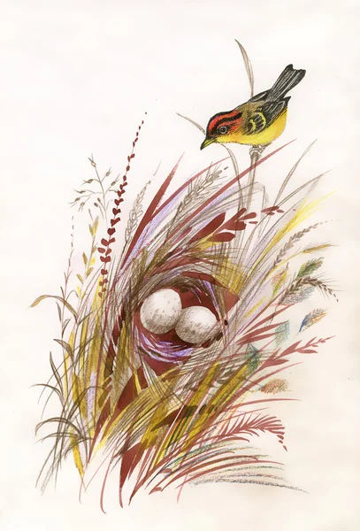 Akvarell målade fågeln och boet med ägg — Stockfoto