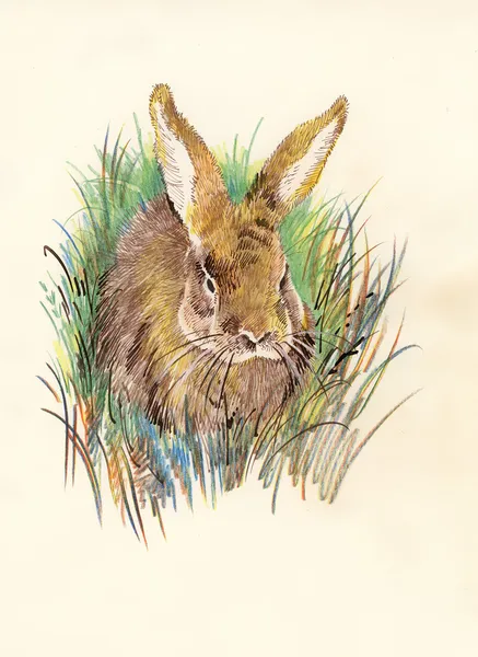Kanin akvarell — Stockfoto