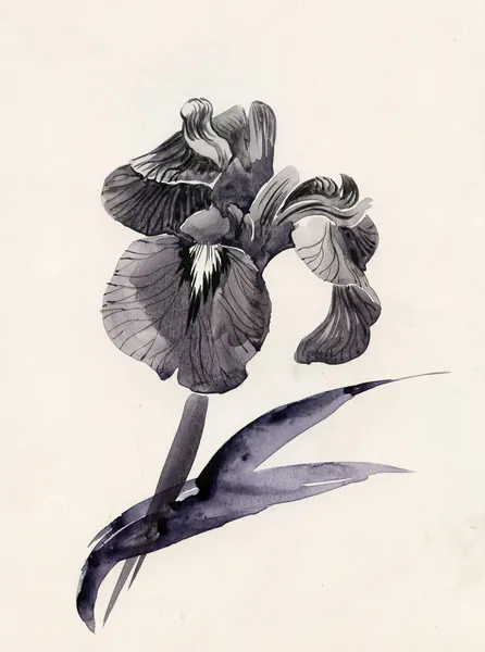 Beautiful iris — Stock Photo, Image