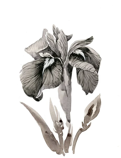 Beautiful iris — Stock Photo, Image