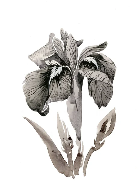 Mooie iris — Stockfoto