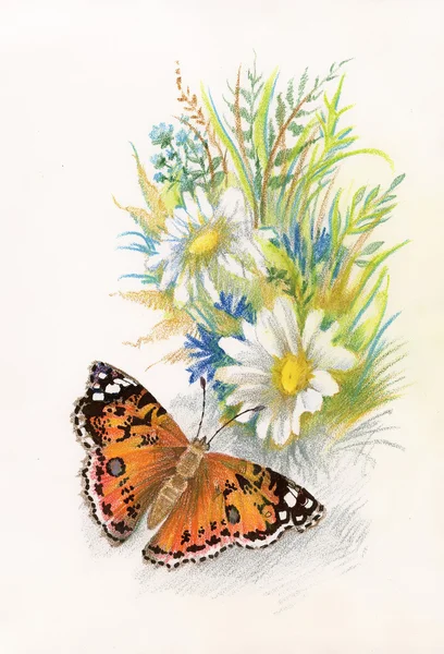 美しい蝶の画像 — ストック写真