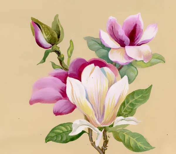 Kwiaty magnolia zaostrzona — Zdjęcie stockowe