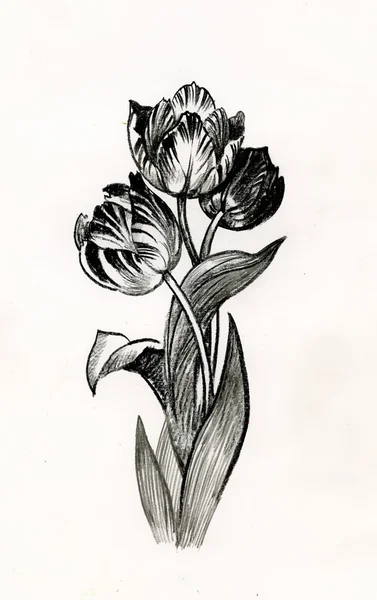Lindas tulipas pintadas em aquarela — Fotografia de Stock