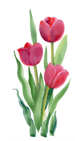 Akvarel tulipány — Stock fotografie