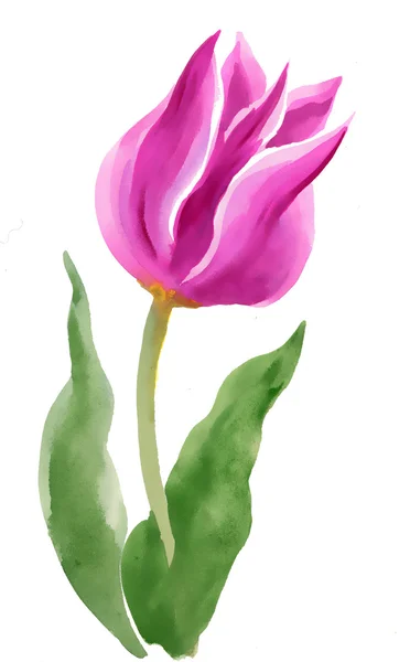 Akvarel Tulipán — Stock fotografie