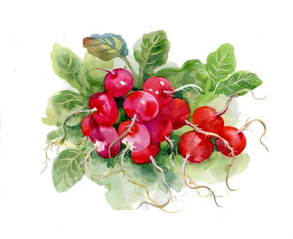 Red watercolor raddish — Stock Photo, Image
