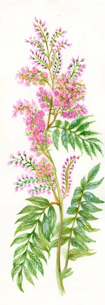 Floarea sălbatică roz — Fotografie, imagine de stoc