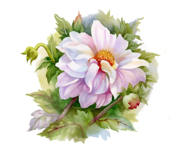 Akvarel bílé květy — Stock fotografie