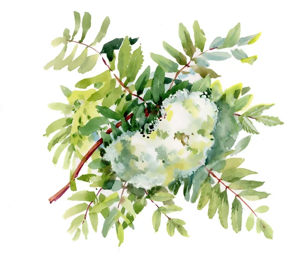 suluboya rowan Şubesi
