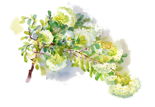 Watercolor spring branch — Stock Photo, Image