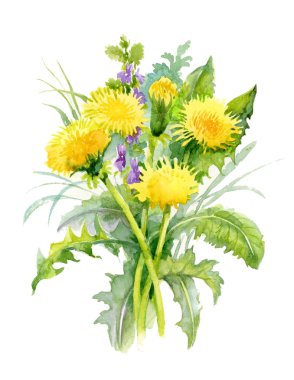 suluboya dandelions