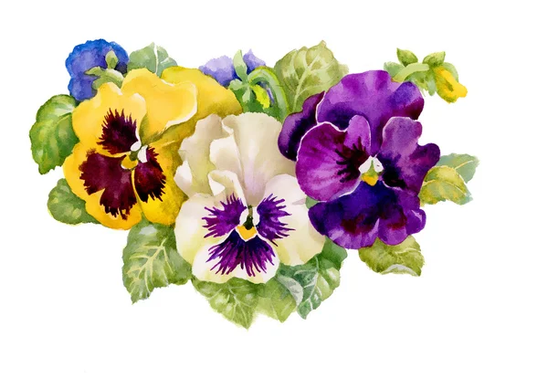 Tricolor violets — Stock Photo, Image