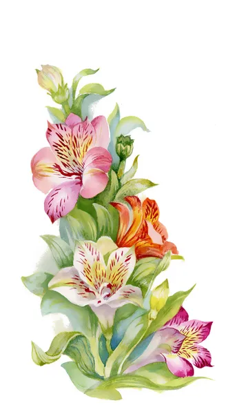 Watercolor lillies — Stock Photo, Image