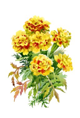 Tagetes çiçekler
