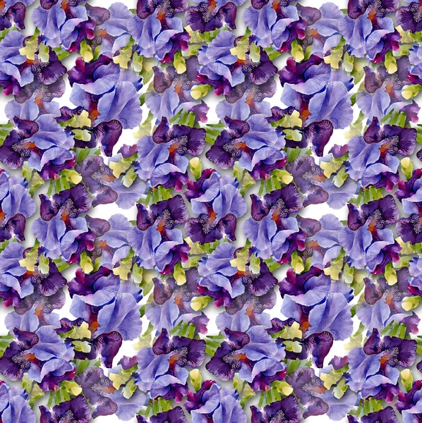 Iris-Muster — Stockfoto