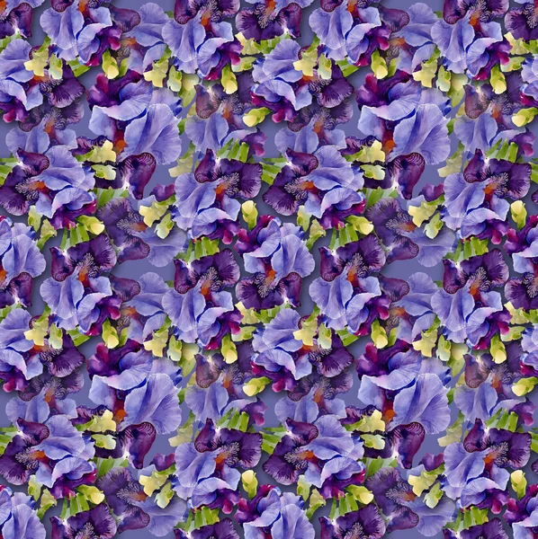 Irises pattern — Stock Photo, Image