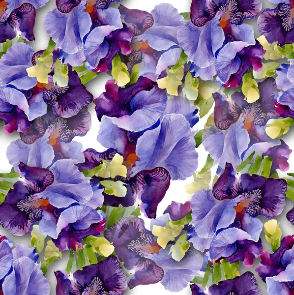 Irises pattern — Stock Photo, Image