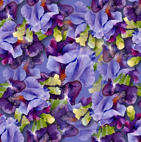Schéma des iris — Photo