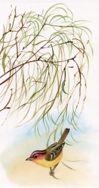 willow kuş