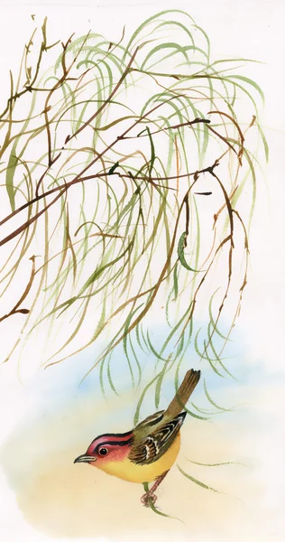 Bird on willow — Stock Photo, Image