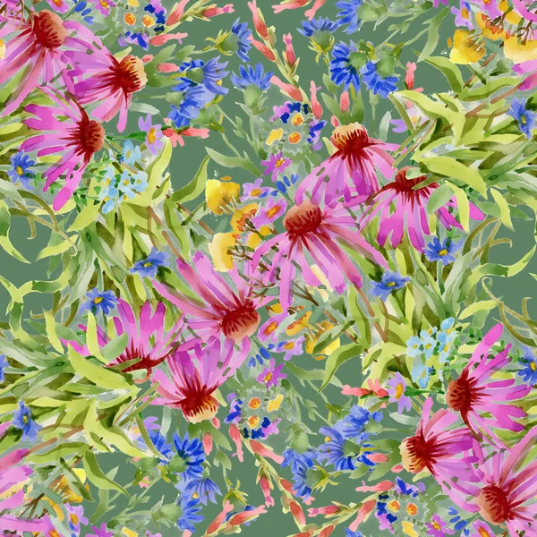 Echinacea 및 cornflowers 패턴 — 스톡 사진