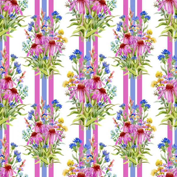 紫锥菊、 矢车菊的模式 — 图库照片