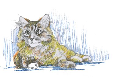 kedi kroki