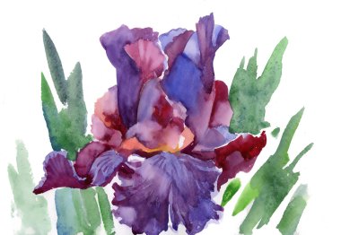 Bahar iris kır çiçekleri
