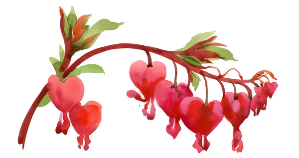 Watercolor Zigokaktus flower — Stock Image Watercolor Zigokaktus flower Royalty Free Stock Photos