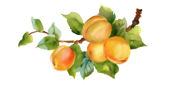 Watercolor apricots — Stock Photo, Image