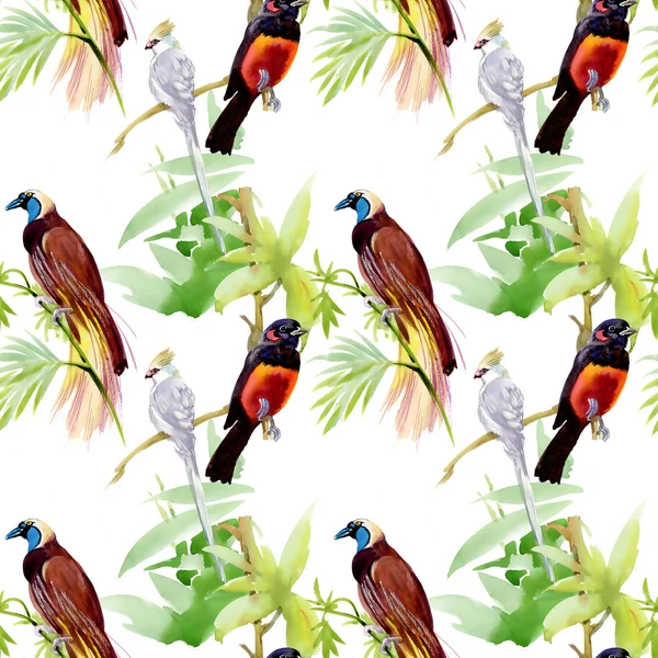 Exotic birds — Stock Photo, Image