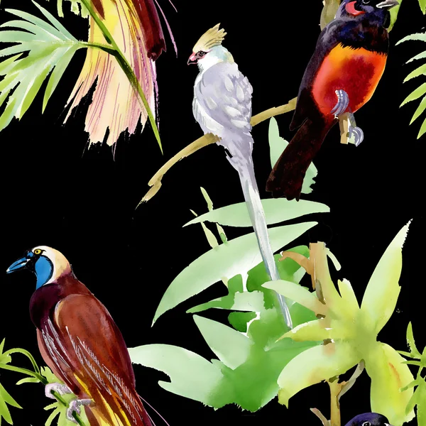 Exotische vogels — Stockfoto