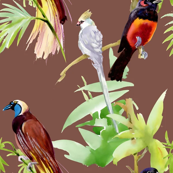Exotických ptáků — Stock fotografie