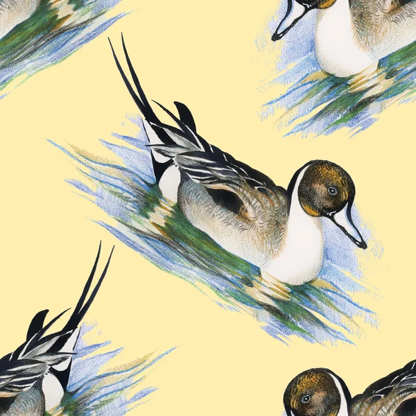 Seamless pattern with Wild ducks — Stock Photo, Image