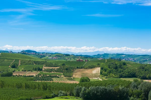 Italian vineyards — Stock Photo, Image