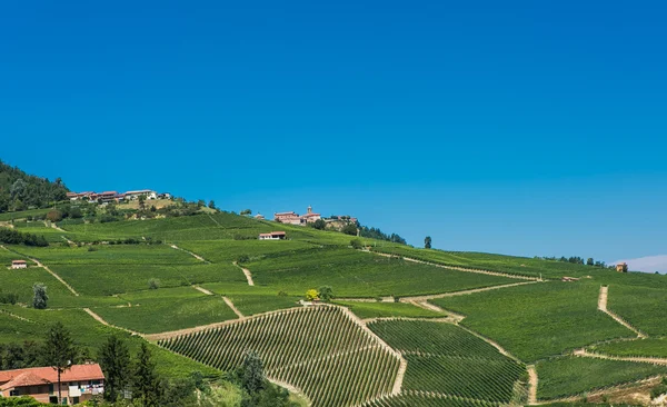 Italienske vingårder – stockfoto