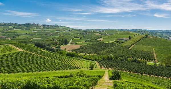 Italienische Weinberge — Stockfoto