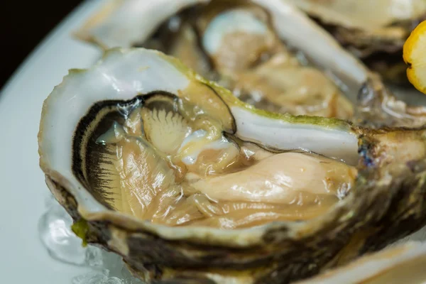 A platter of fresh organic raw oysters on ice — Stock Photo, Image