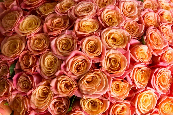 Piękny pomarańczowy rose — Zdjęcie stockowe