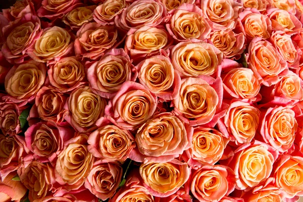 Hermosa rosa naranja — Foto de Stock
