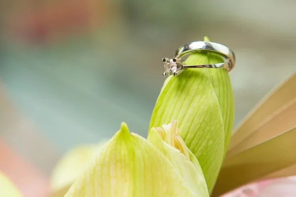 Wedding rings and beautiful flowers. — Stock Photo, Image